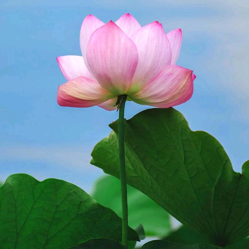 蔷薇