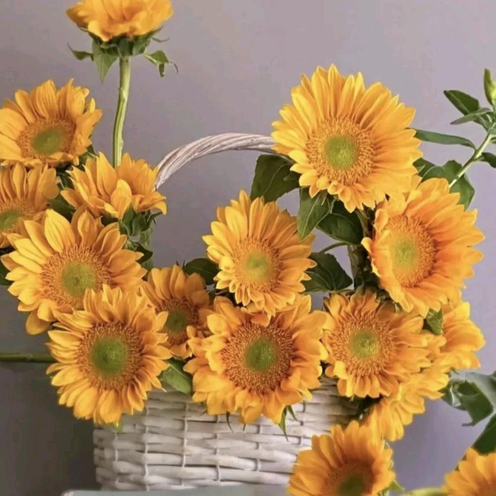 花开富贵。