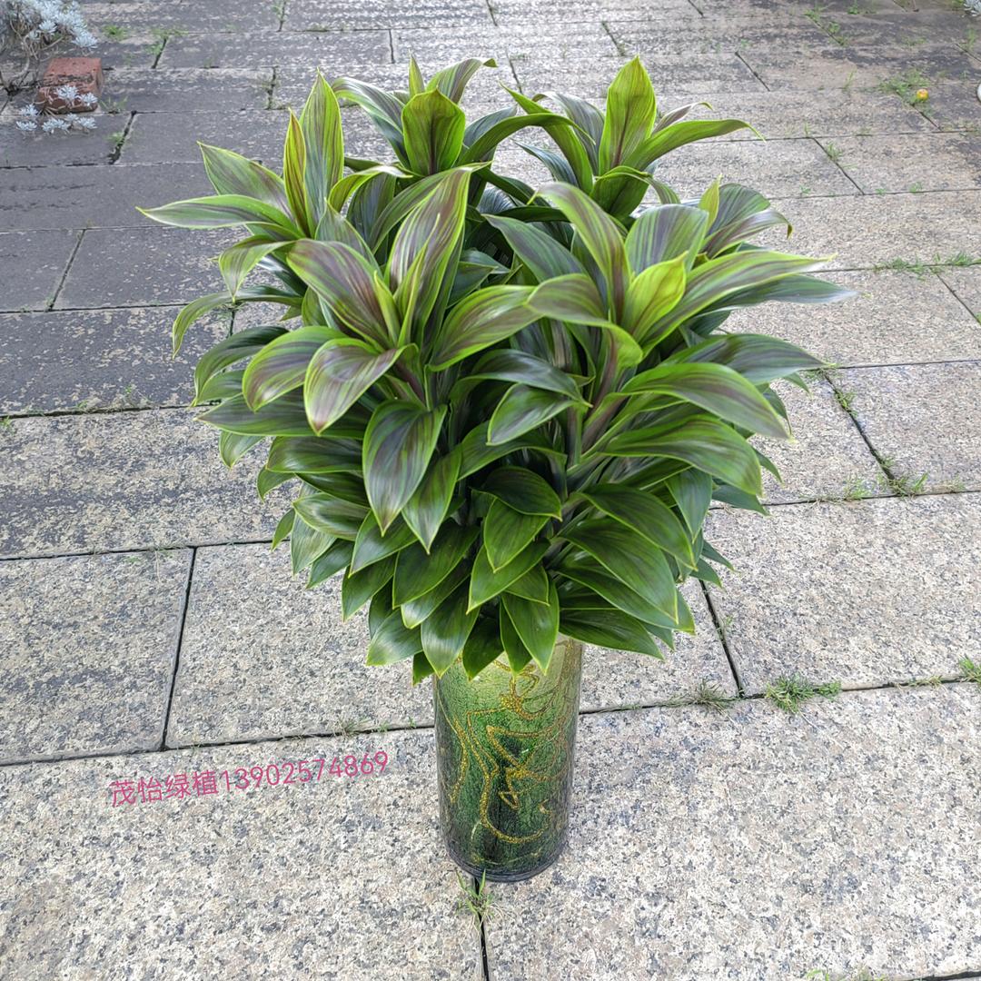 茂怡园艺，观音竹基地