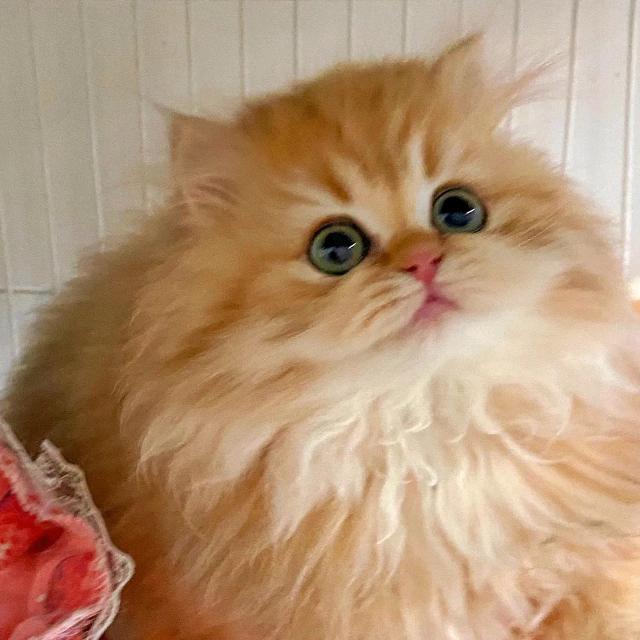 我的😊猫咪宝宝