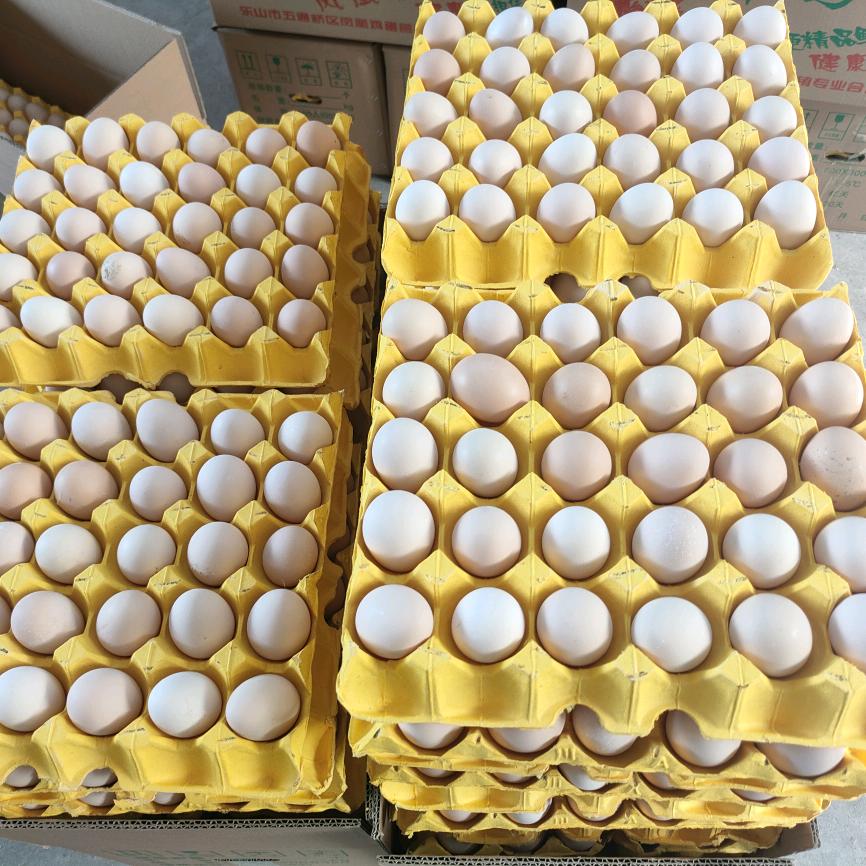 鲜鸡蛋供应（自家养鸡场）