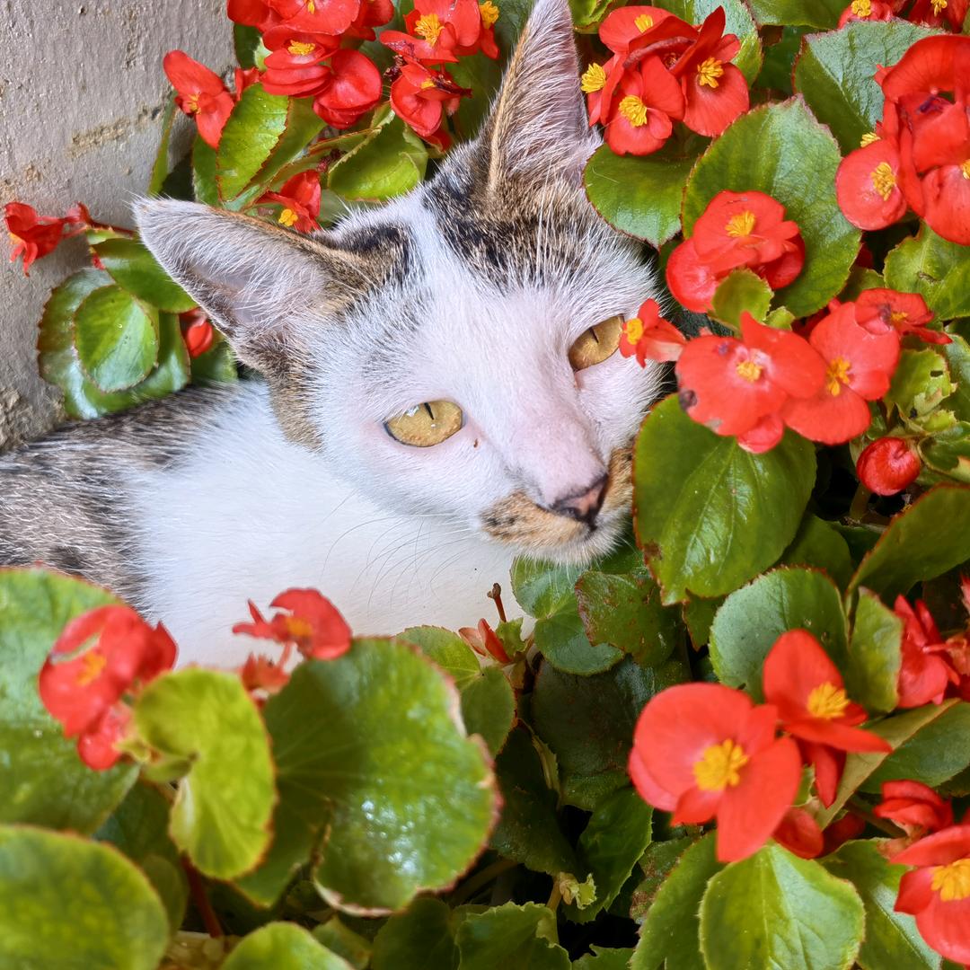 好想养一只喵老师