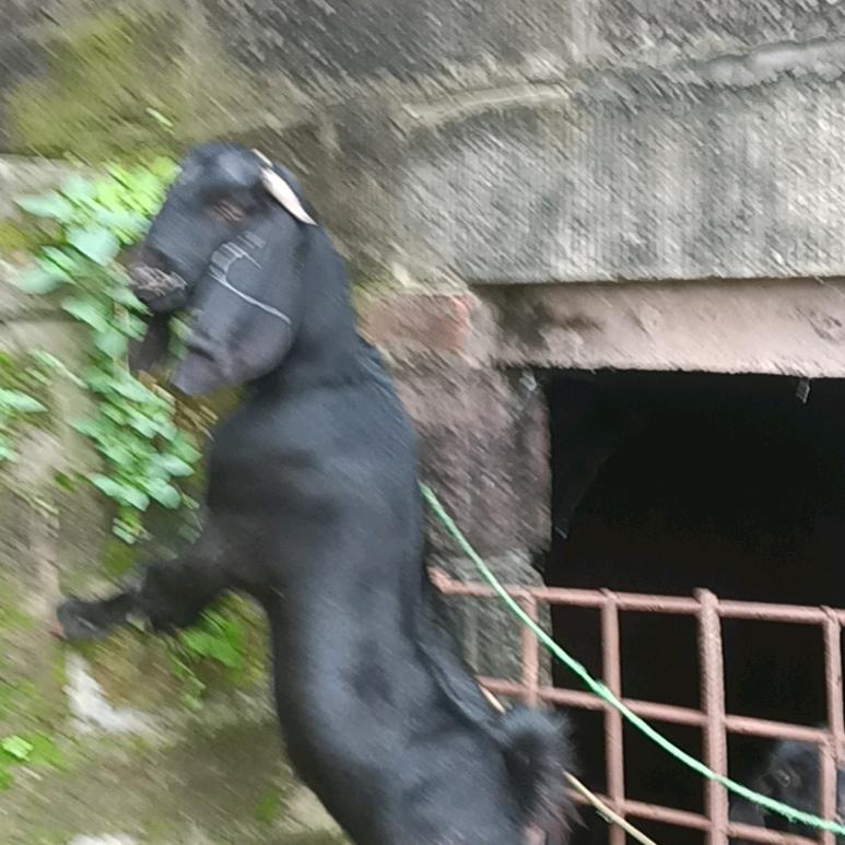 川中黑山羊