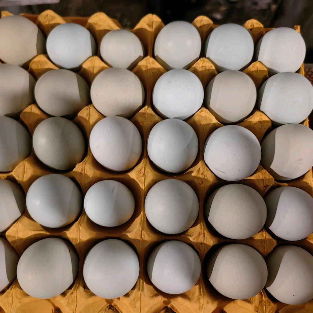 鄢陵绿壳蛋养殖