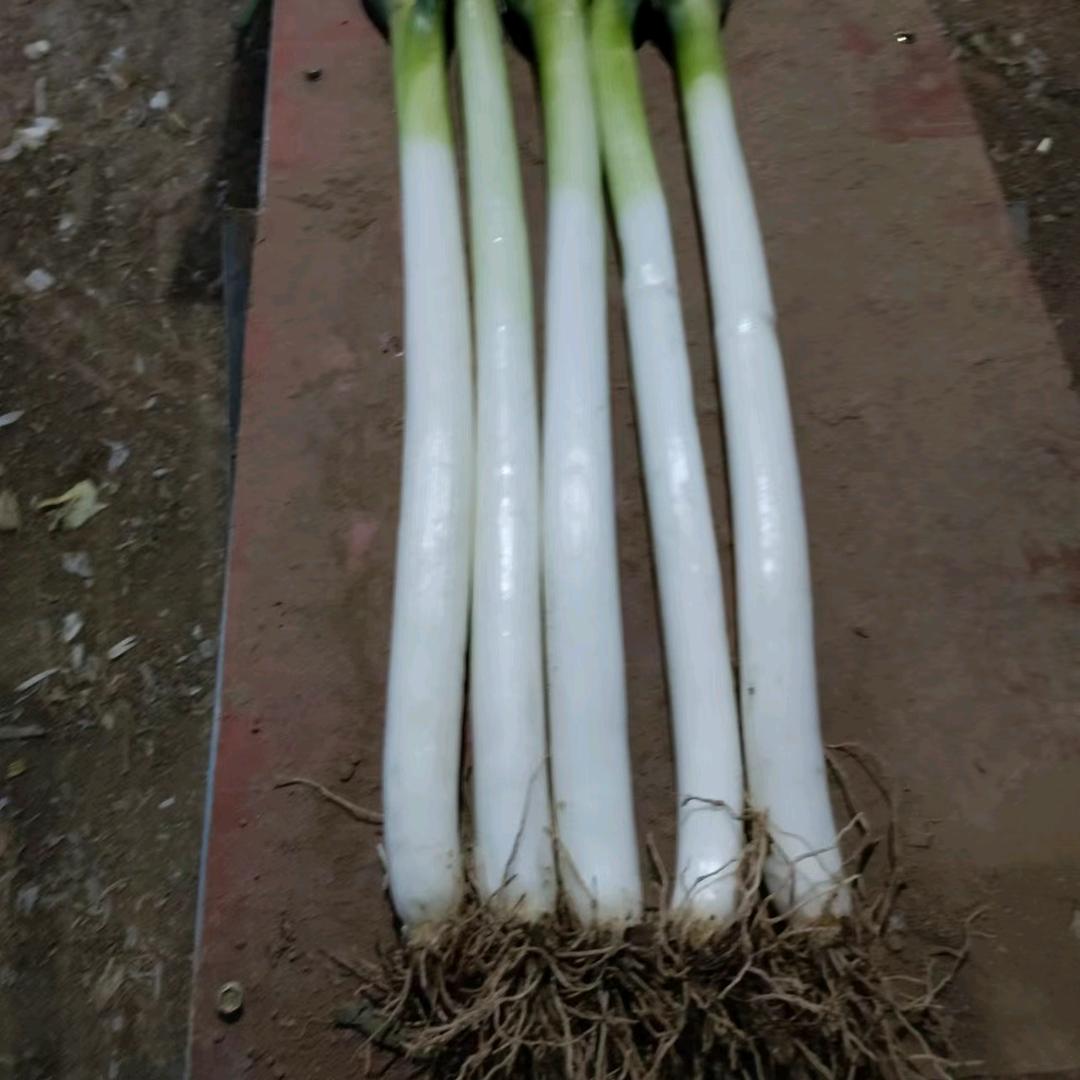 宁晋县伟康种植专业合作社