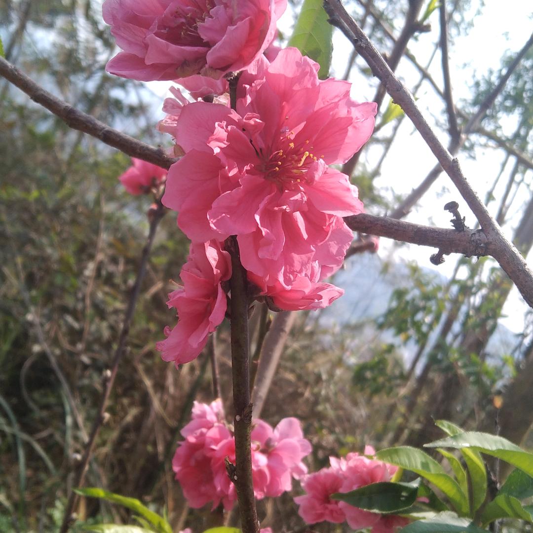 一🌹朵🌹桃🌹花