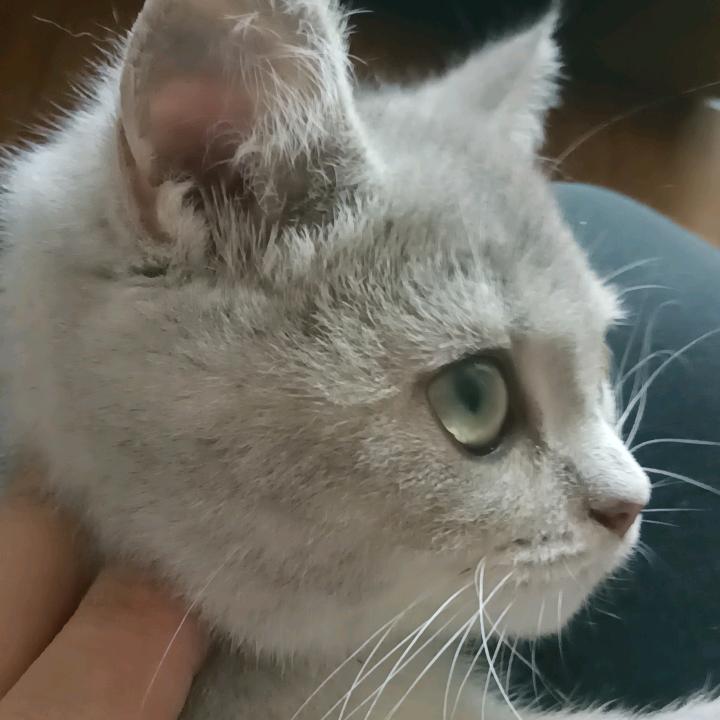 俞