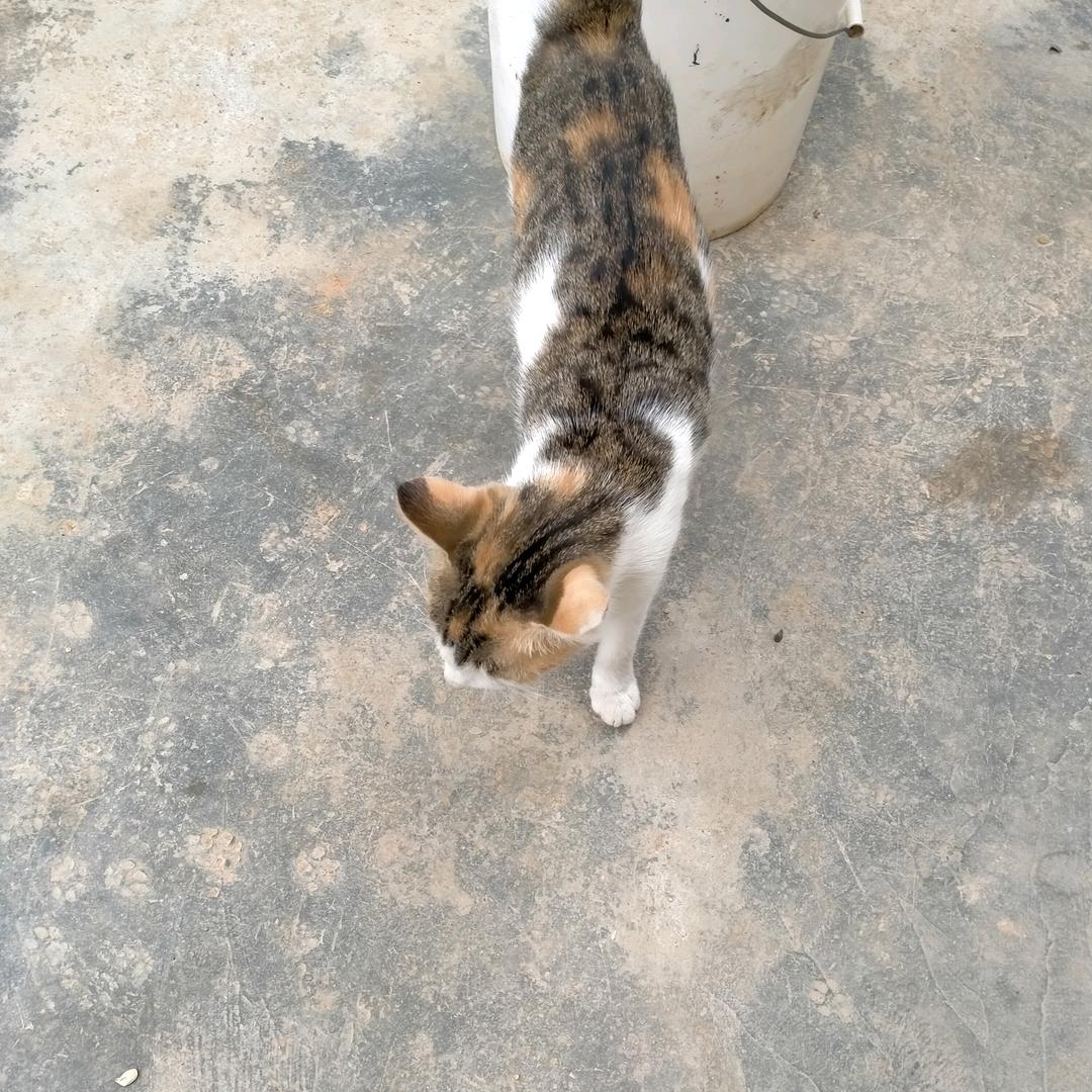 广东快乐猫