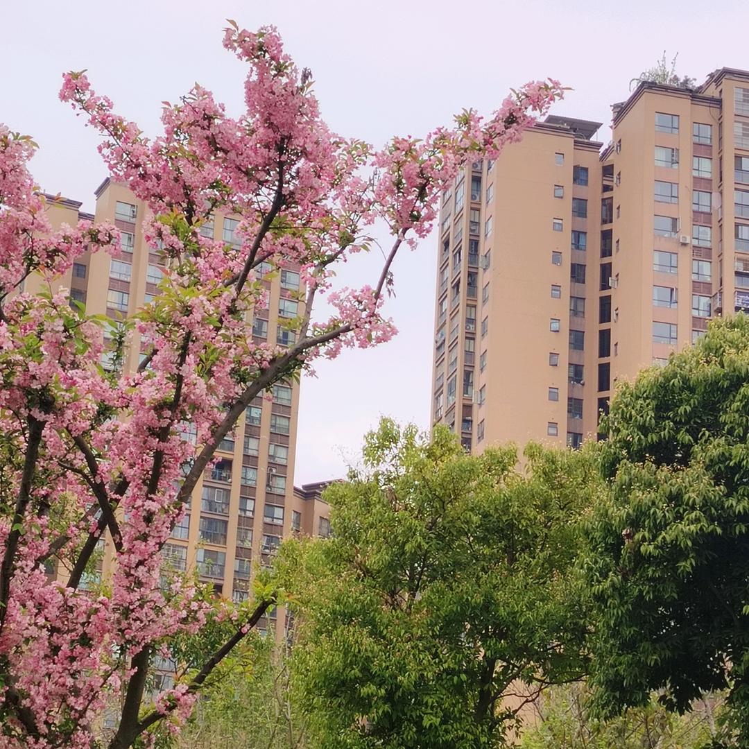 木昜楊