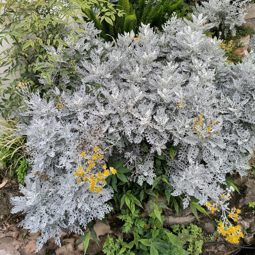 《渡》