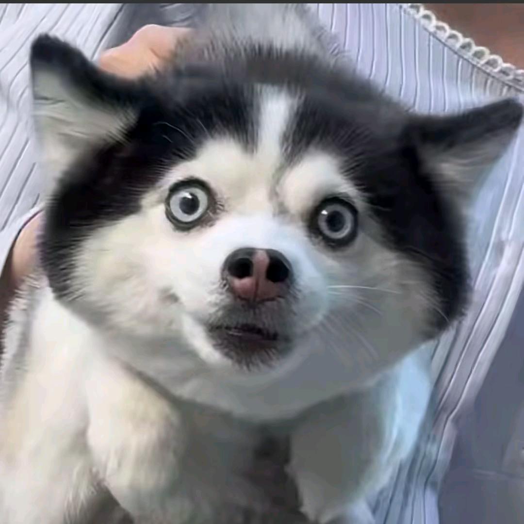 仙人（三角洲行动）