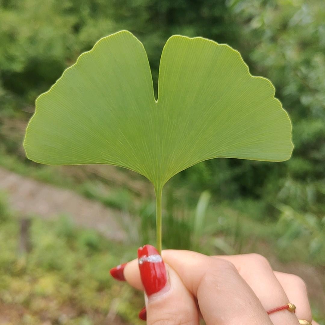 杨沐