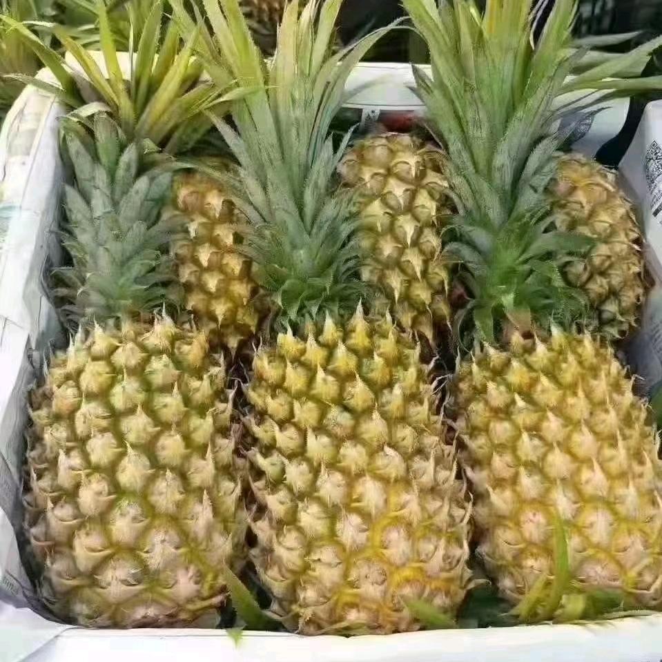 髙哥