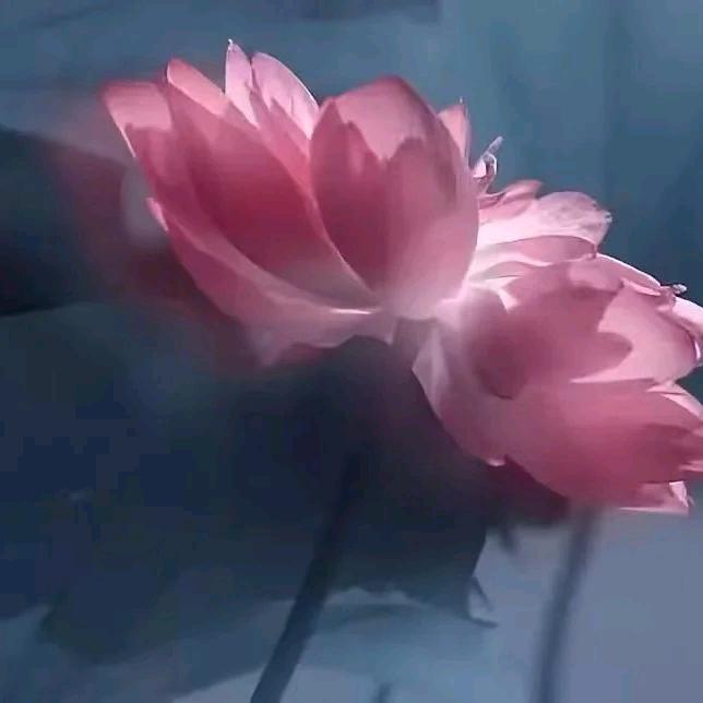 清风♬