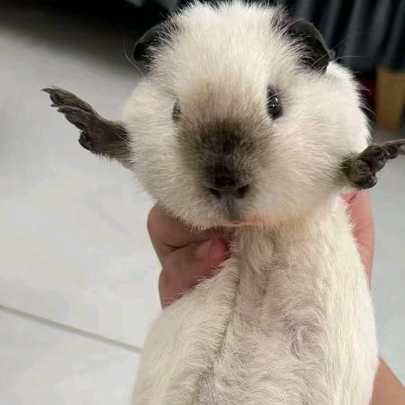 猪瘾少女的日常