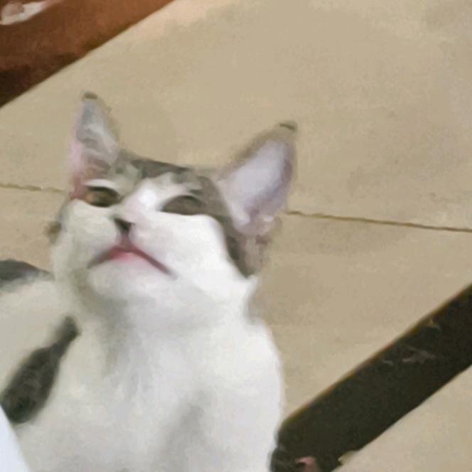 汤圆不圆