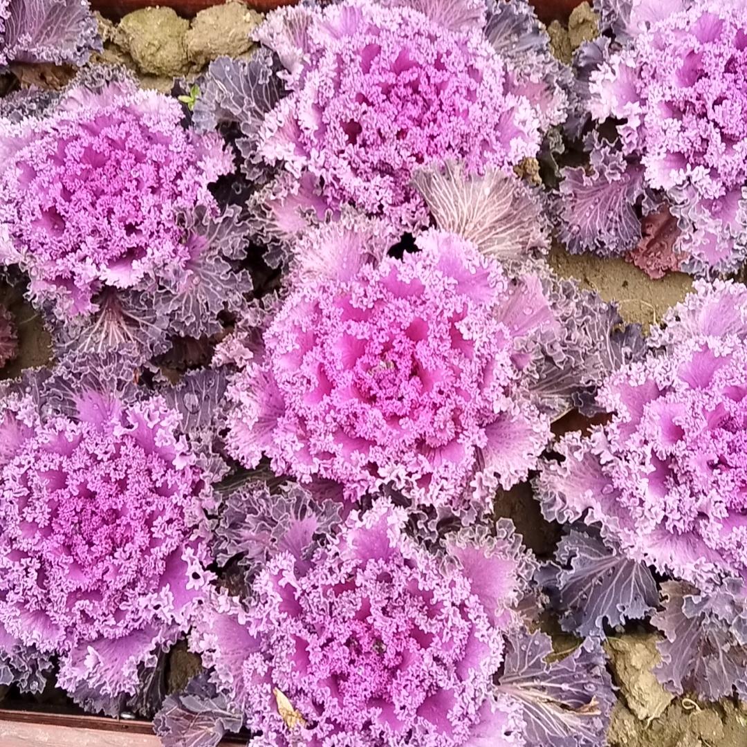 陈词春