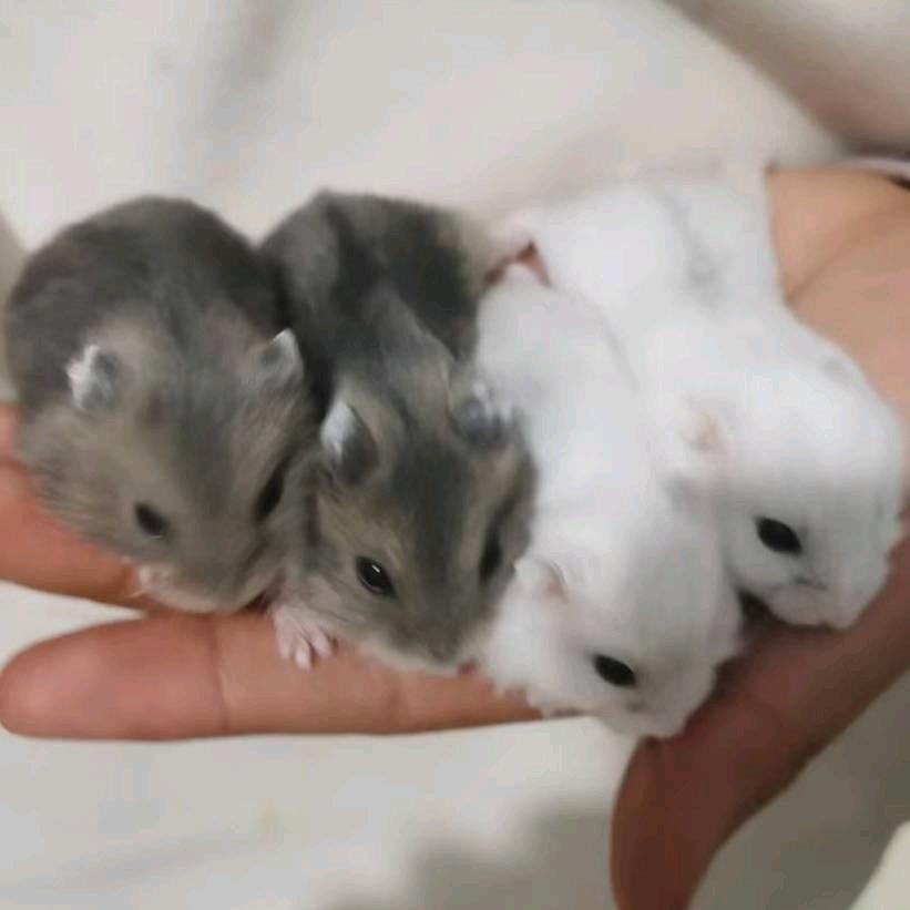 家有萌宠