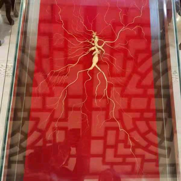 绿之翼苗木