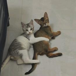 🍟薯条和辛巴🦁