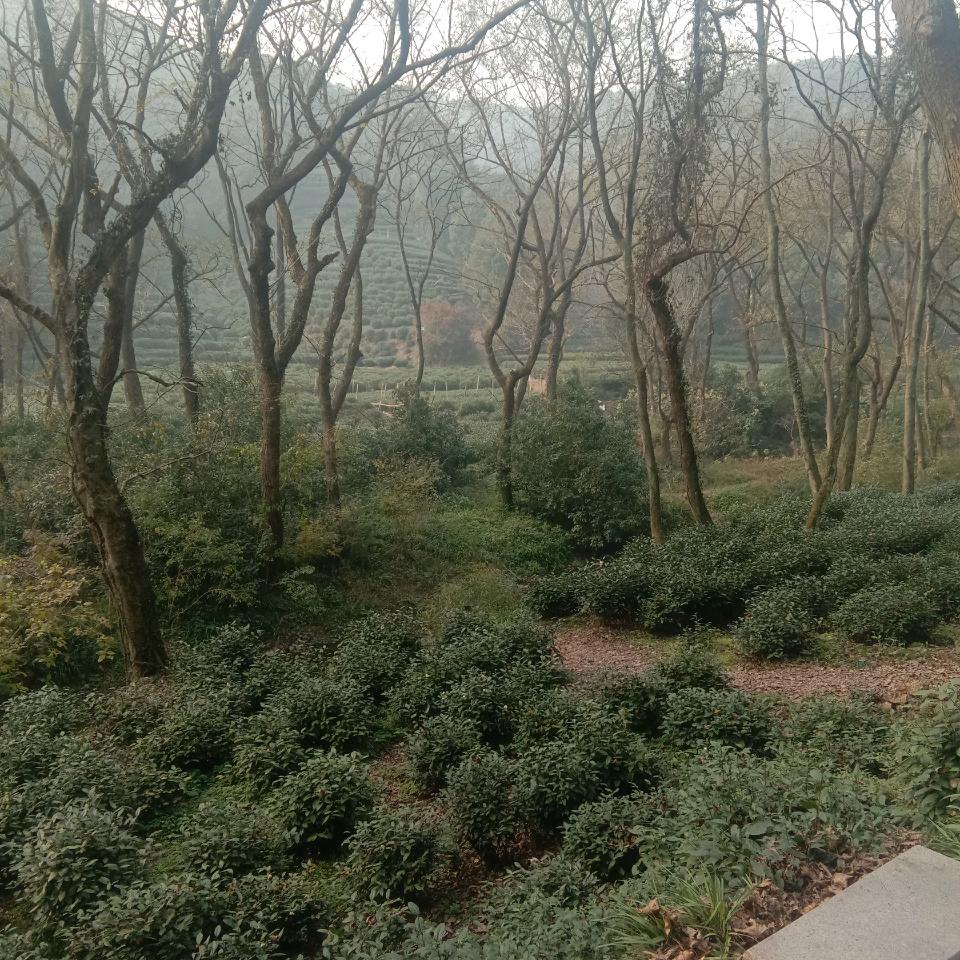 永远的神