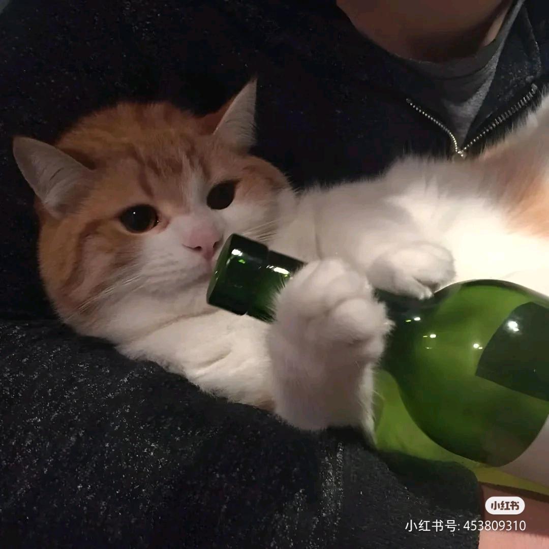 睡不醒的🐷