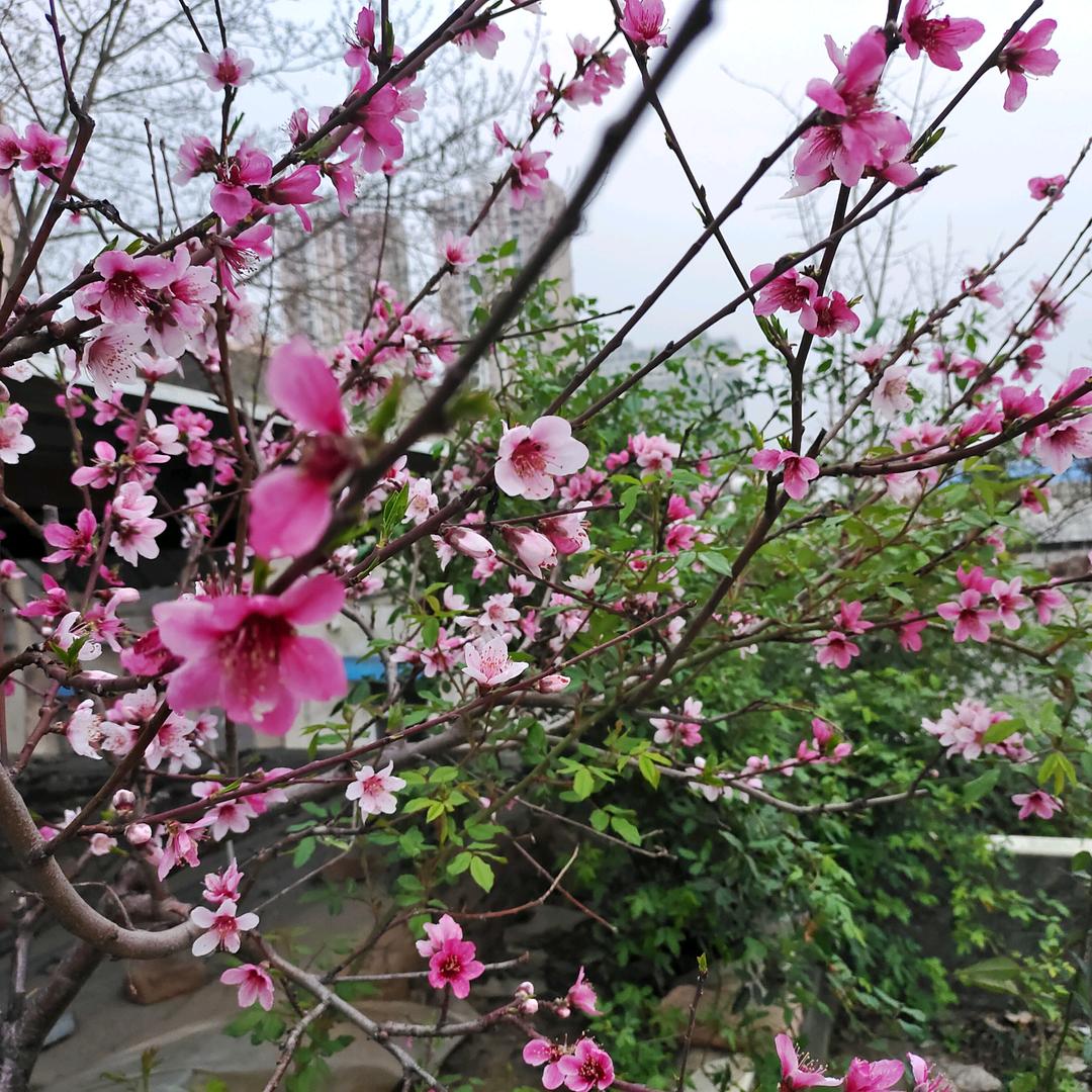 《叮当》
