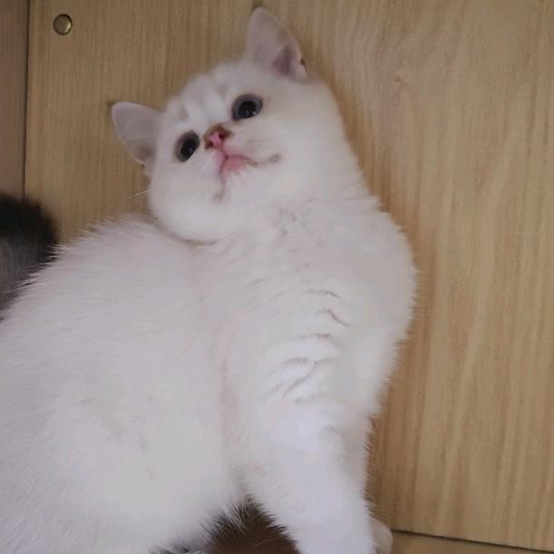 上海淘淘宠物店