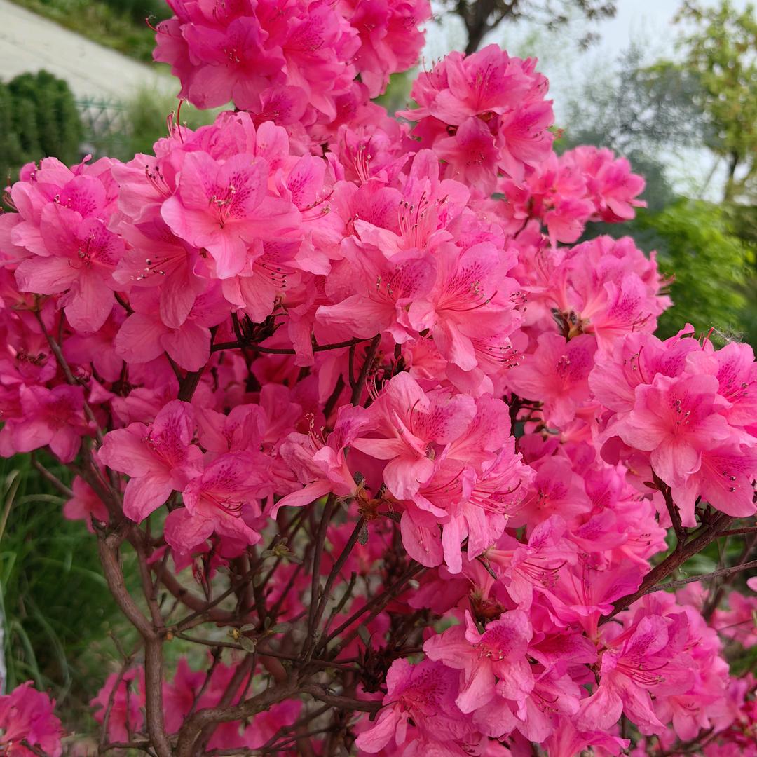 车田江土蜂蜜