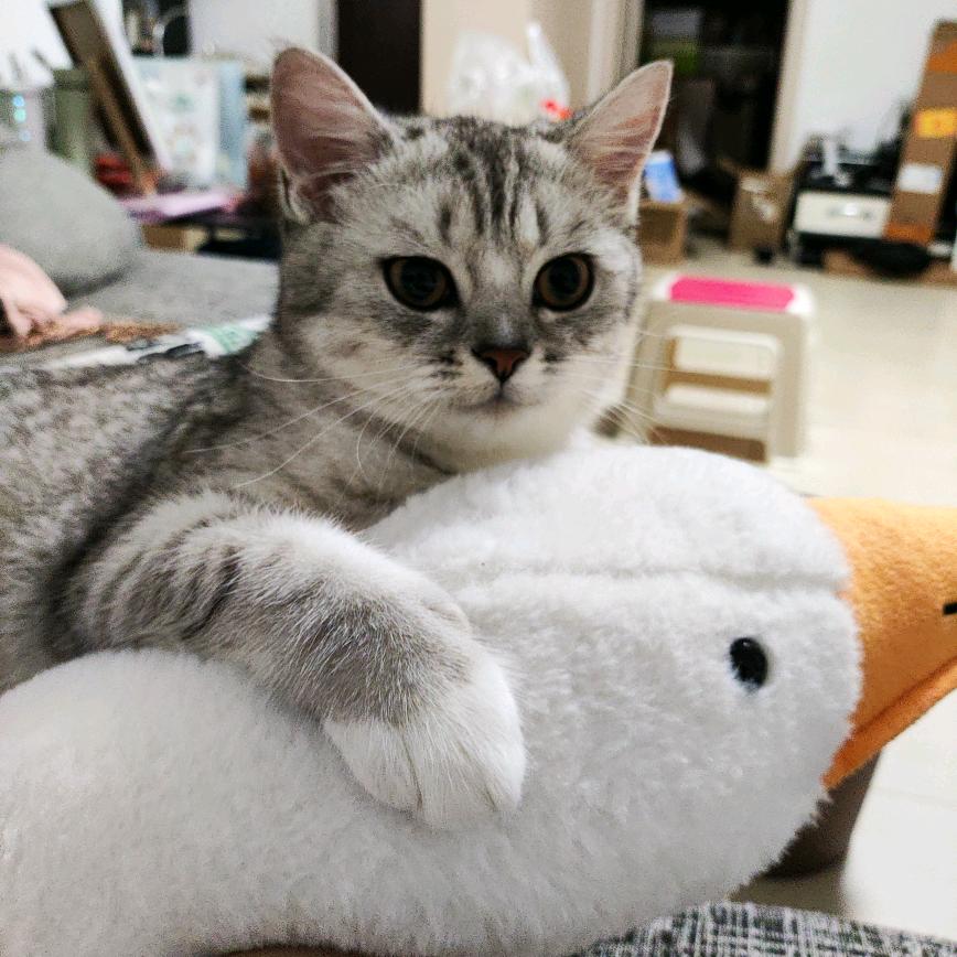 小龙咂