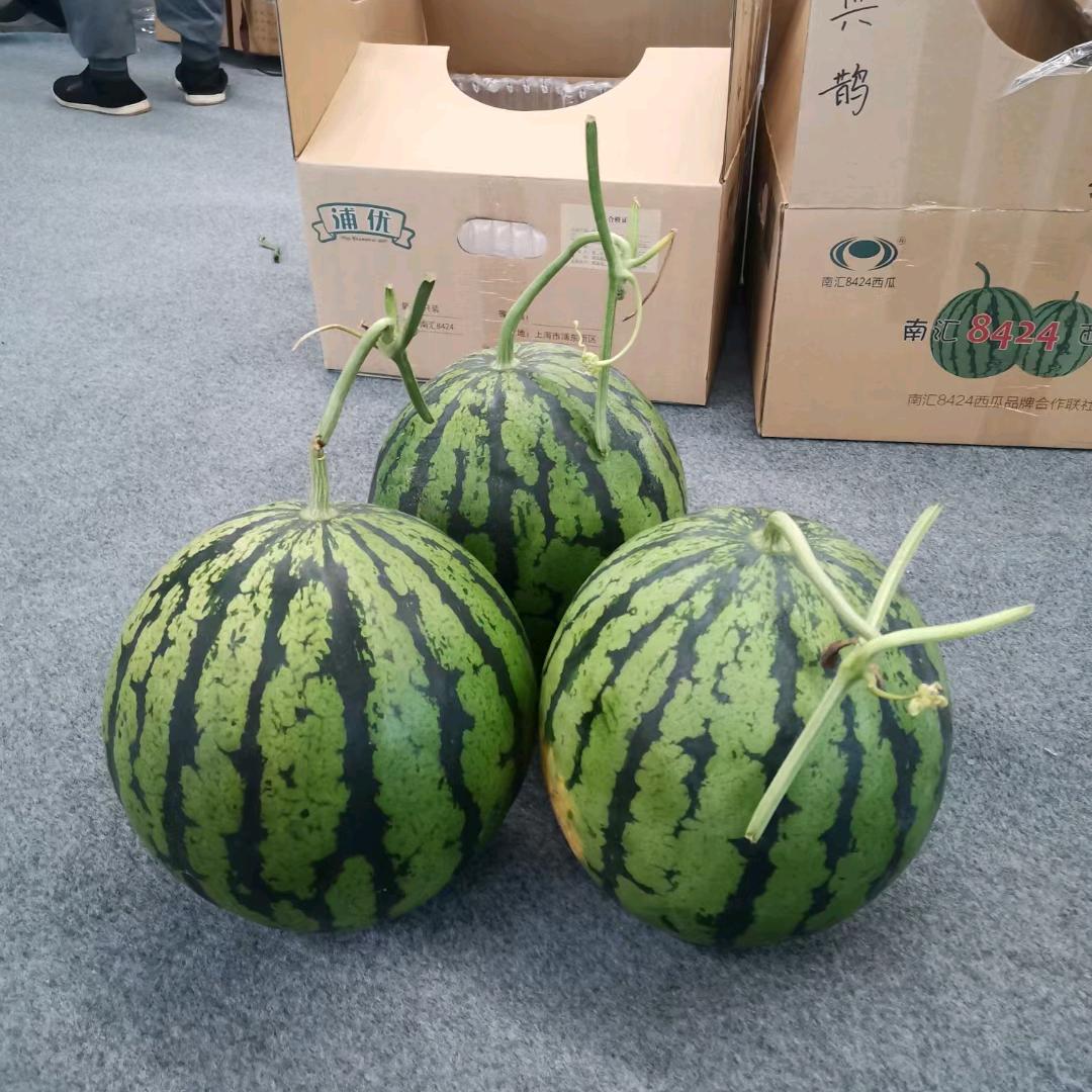 爱上大🍉