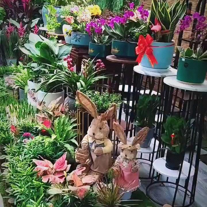 茂林哥花卉苗木基地