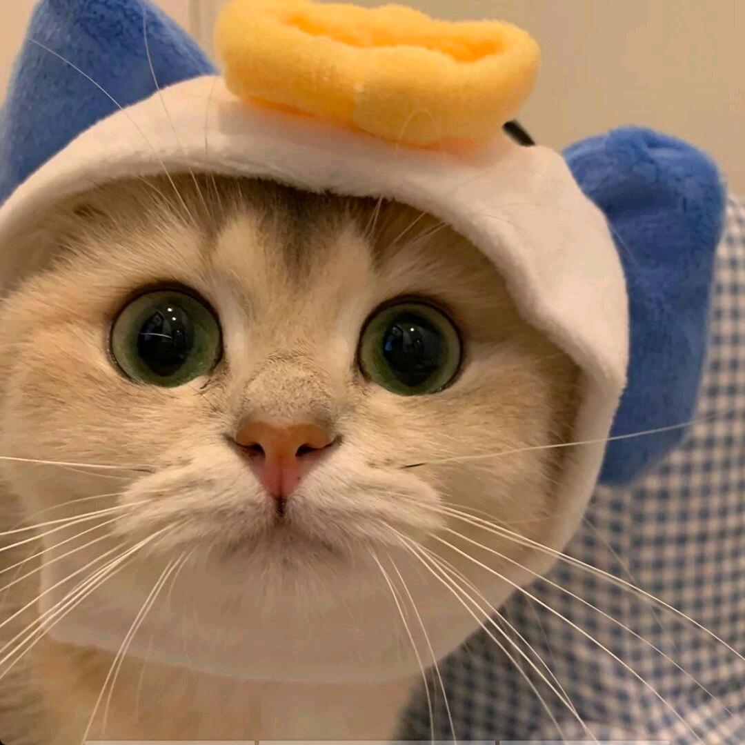 🌈聪明的墨菲特🐱