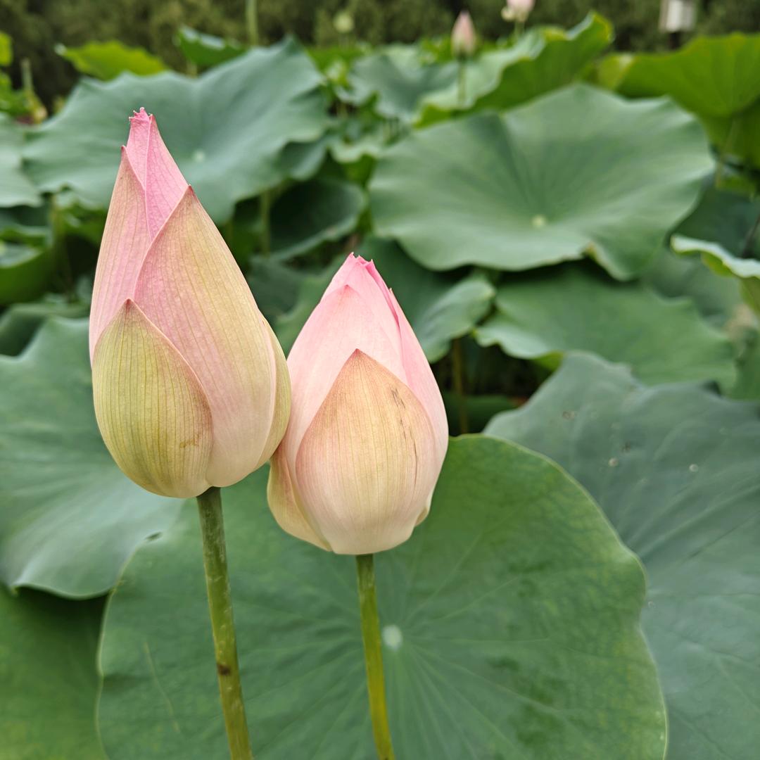 夏荷