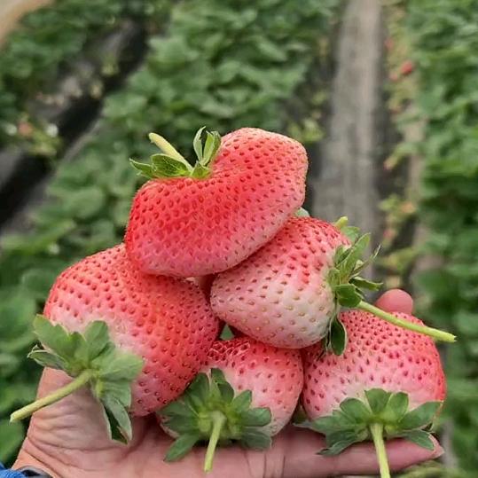 快乐一生6065392839740