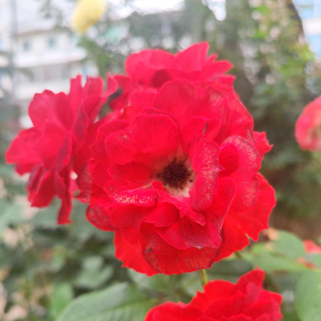 笑囗常开好运来