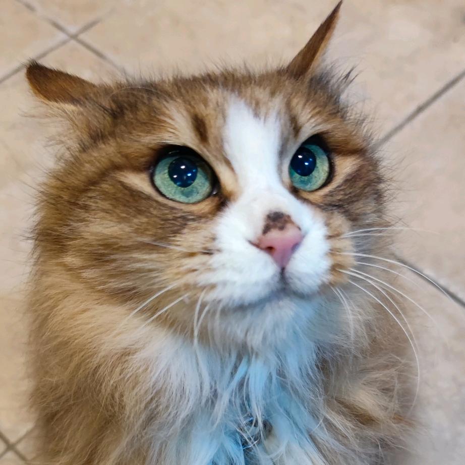 灬樱の雪灬(强的可怕版)