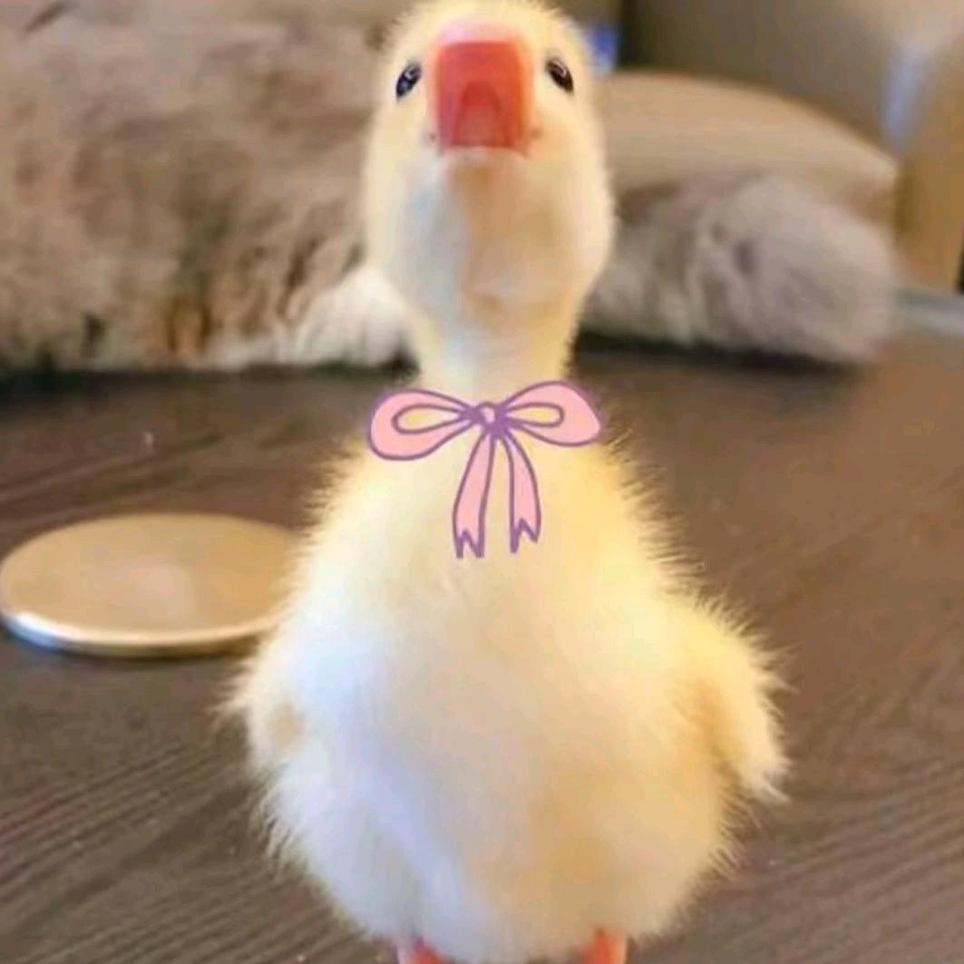要长高🐰
