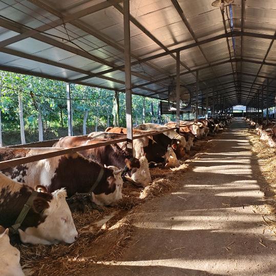 养牛世家🇨🇳🏆