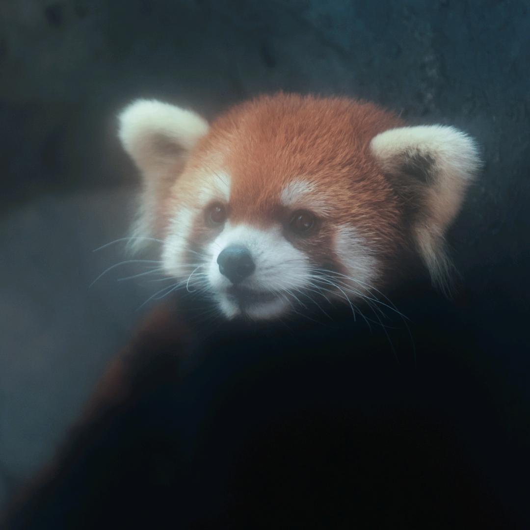 此佳彼佳