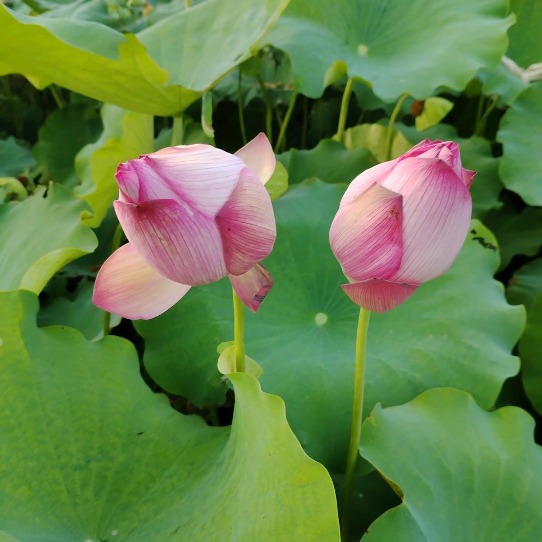 🌺开🌺落