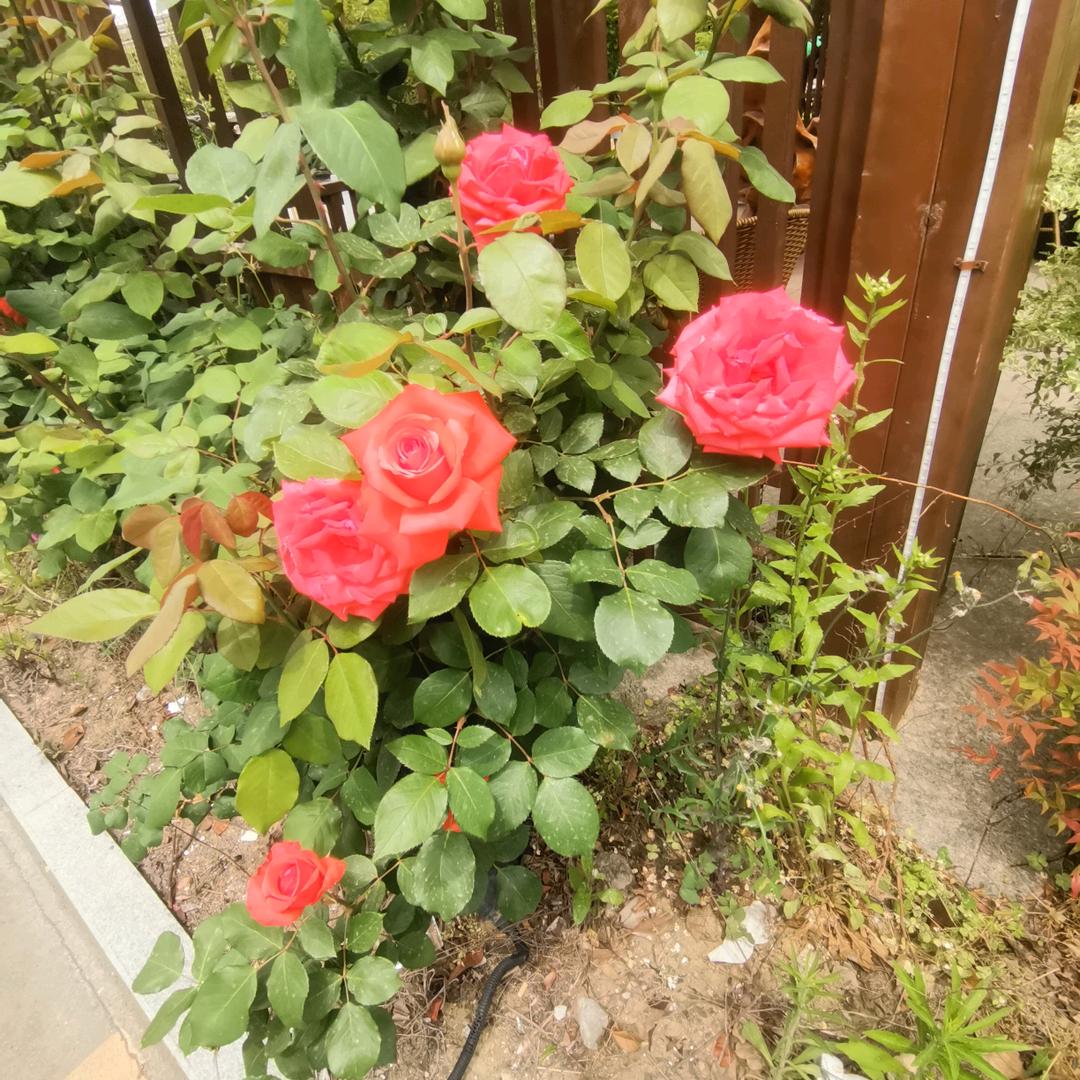 岁月不饶人承诺慢慢过期