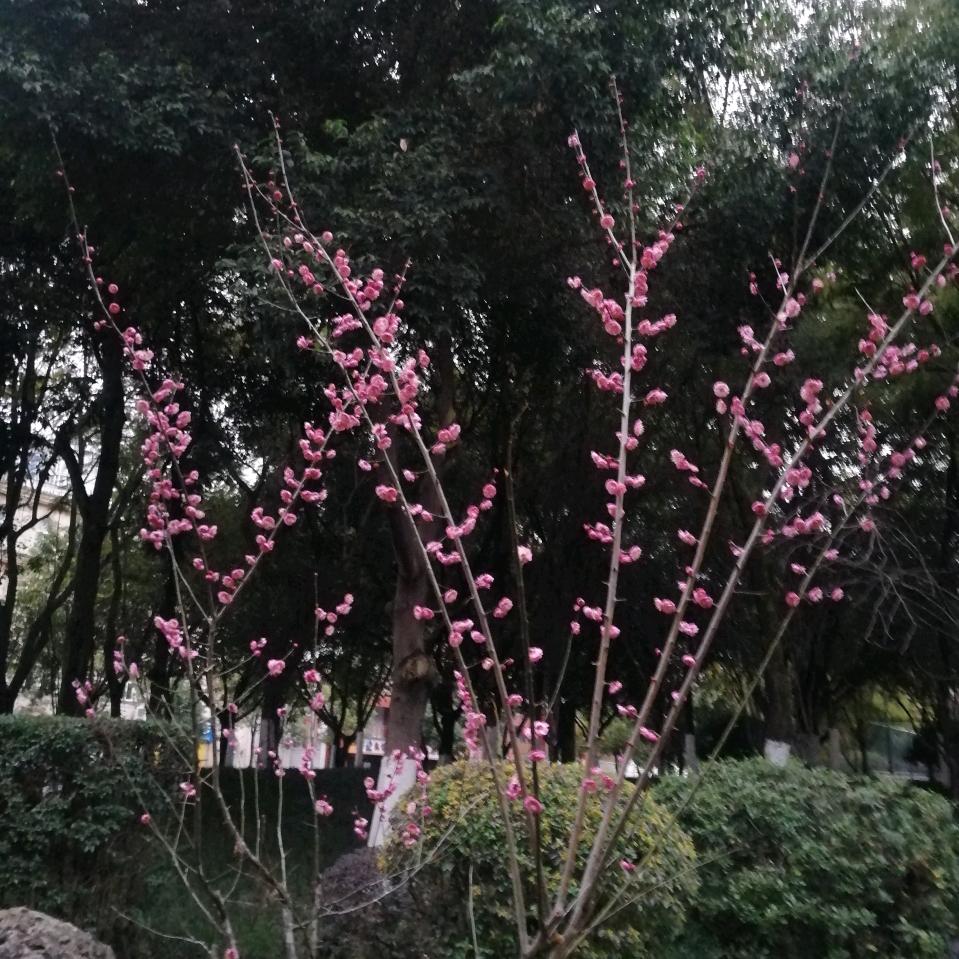 秀峰