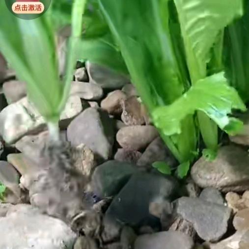 淼淼淼淼