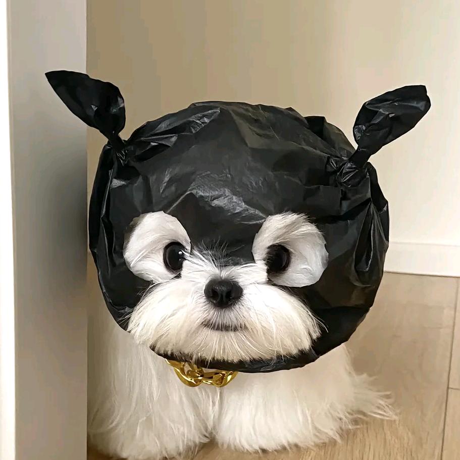 小鱼