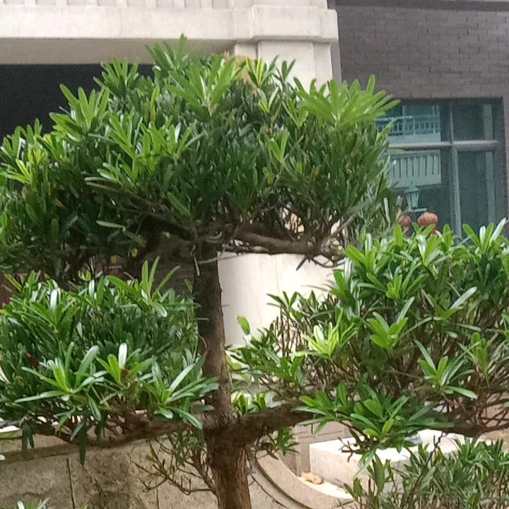 永金