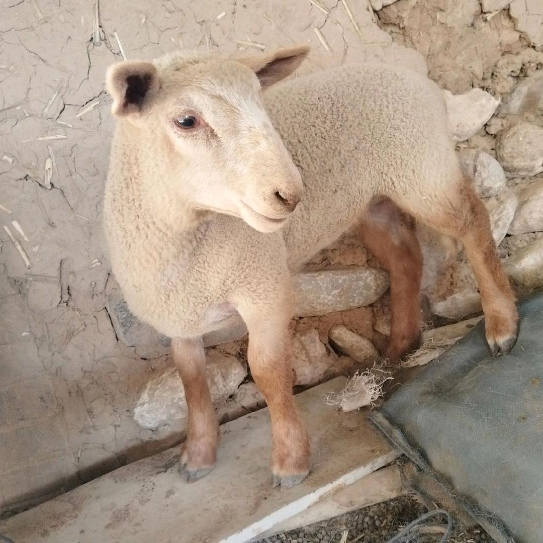 ♂小乔不会玩