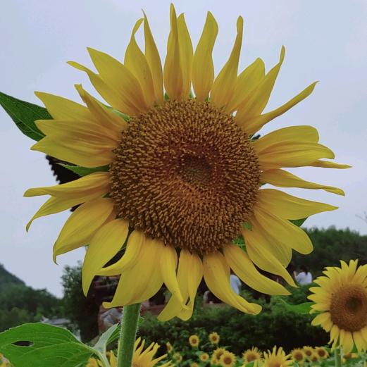 麦芽糖糖
