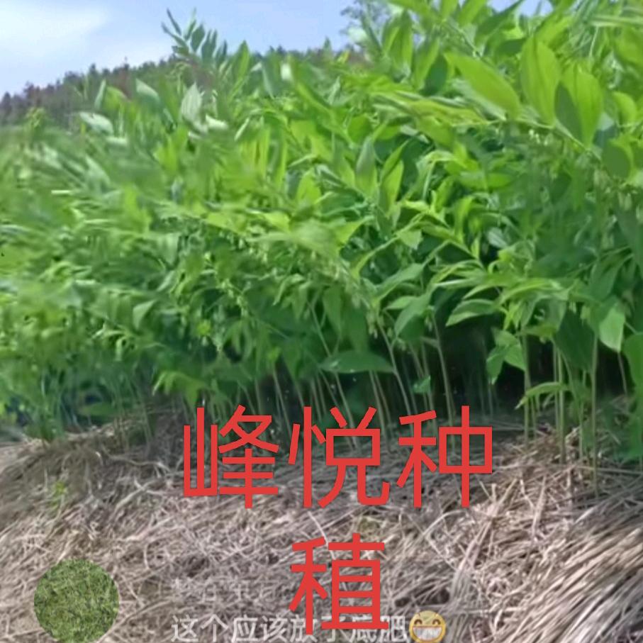峰悦种植