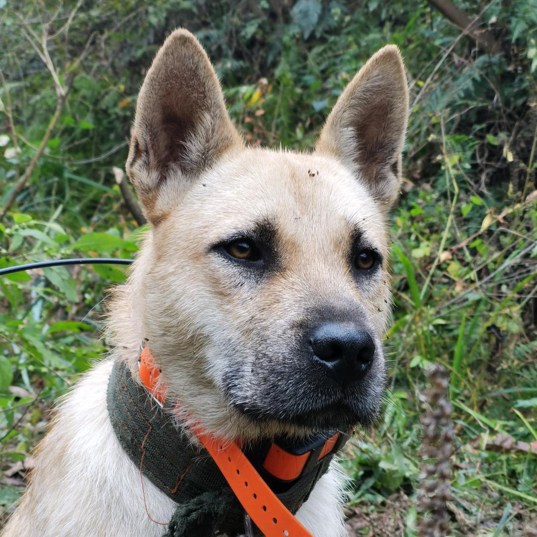 🐗野猪护农小李(信阳公益助农)